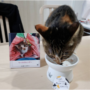 餌を食べている猫の写真